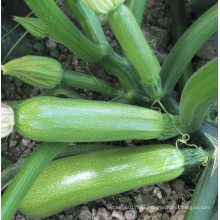 HSQ01 Jieduan green F1 hybrid squash/zucchini seeds